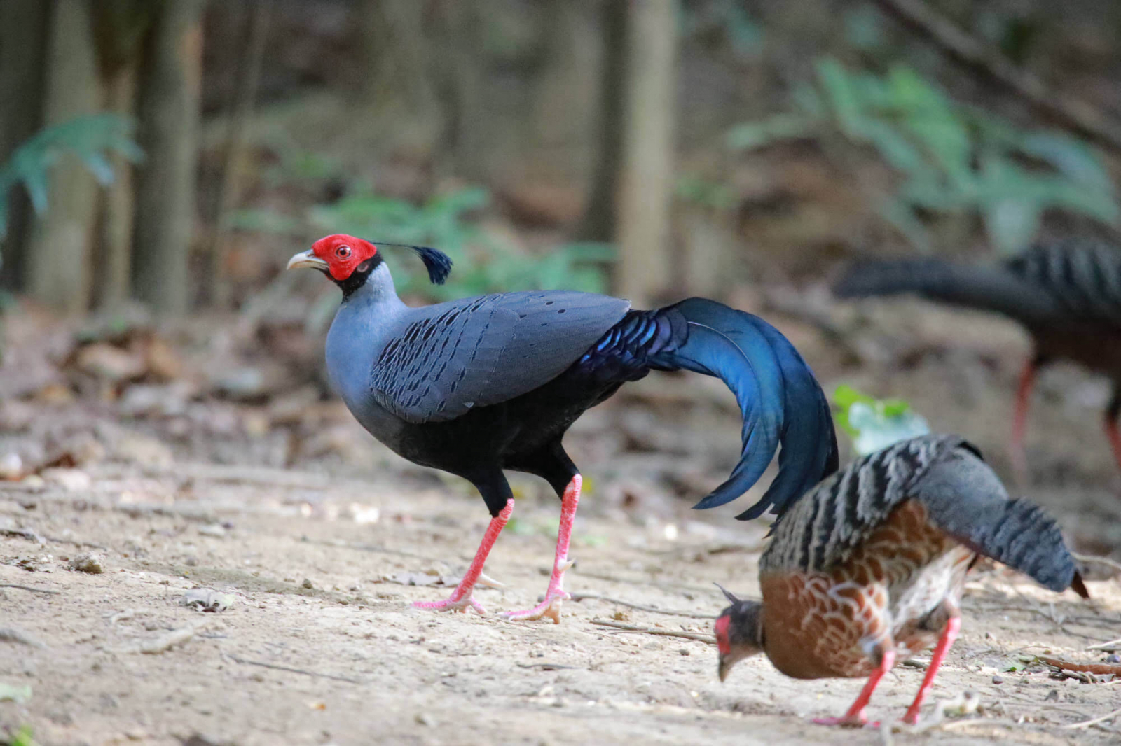 Khu bảo tồn thiên nhiên Bình Châu – Phước Bửu